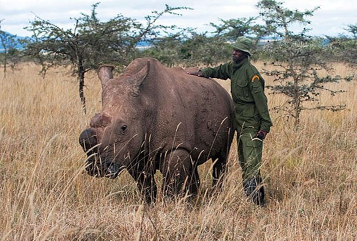 Everything you must know about world last male northern white rhino 