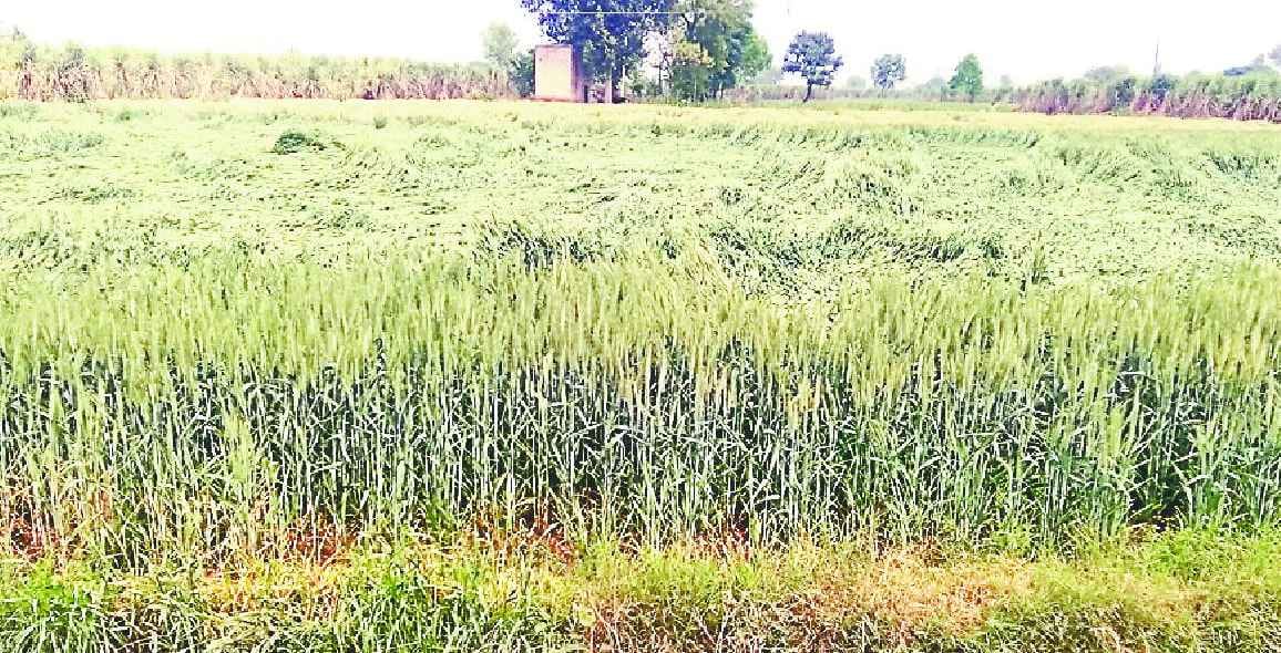 Thunderstorms, wheat crop collapsed with winds