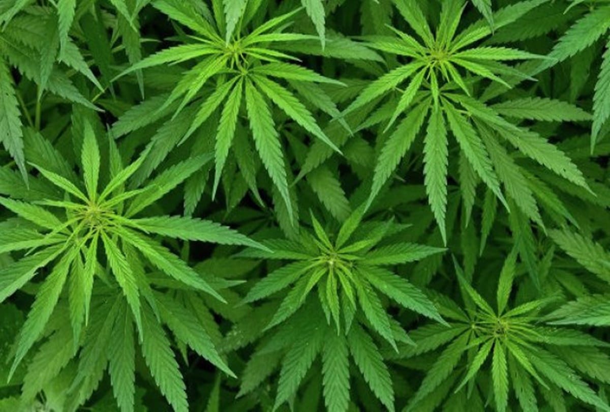 Gurugram police arrested a smuggler with 5.7kg weed