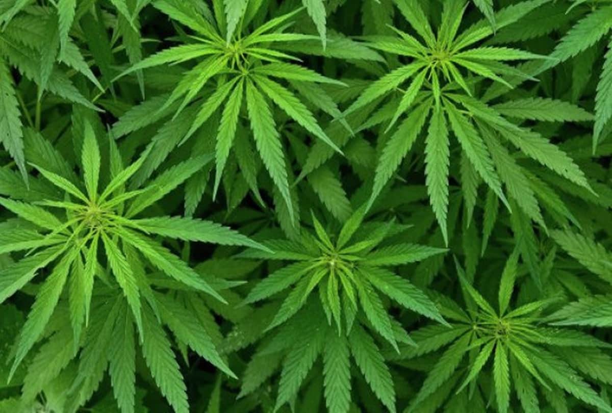 uttar pradesh kannauj family member cook and ate weed as a fenugreek