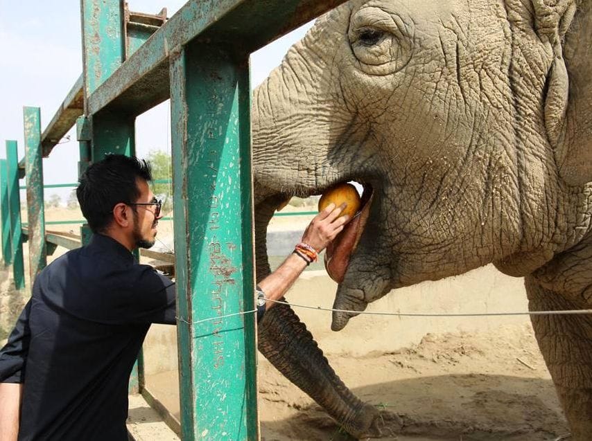 agra yuzvendra chahal spend time with animals
