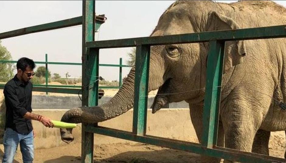 agra yuzvendra chahal spend time with animals