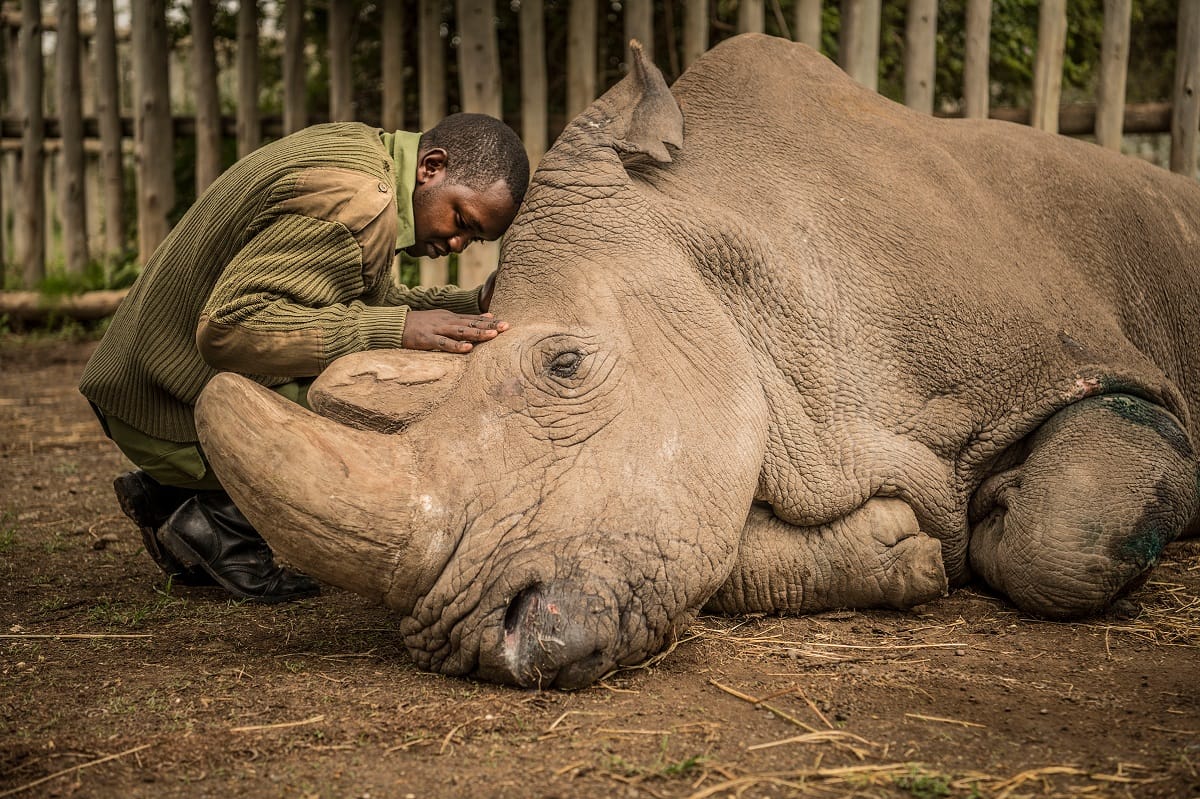 which animals are in danger after white rhinoceros
