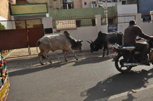 laxmi park ke samne sando ki ladai