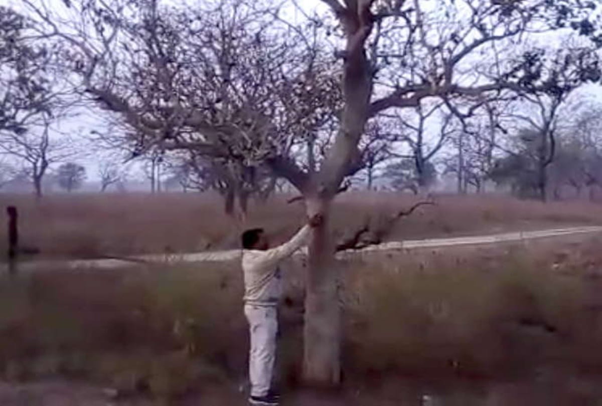 know the shocking truth about laughing tree 