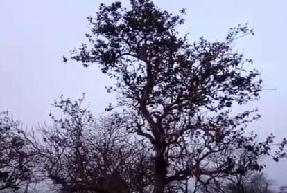 know the shocking truth about laughing tree 