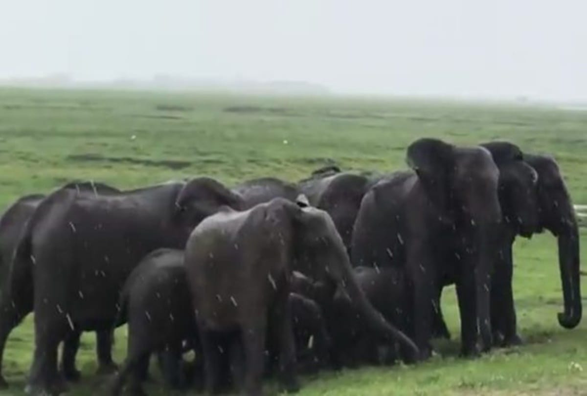 video being viral of elephant group when an elephant gives birth