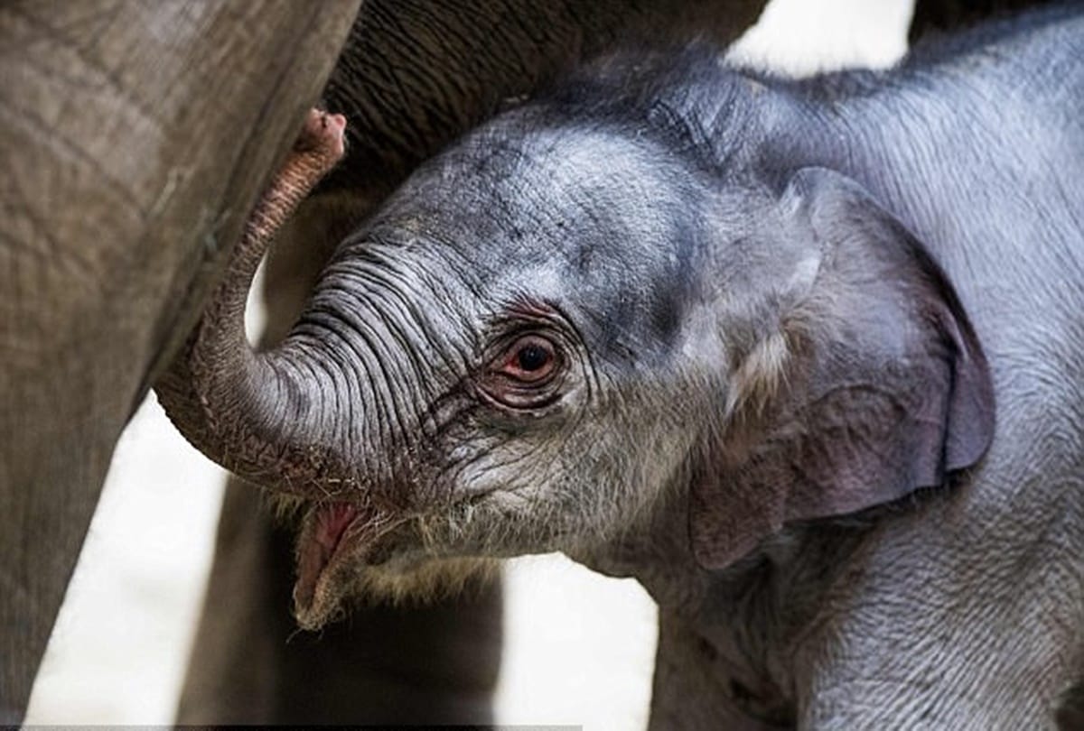 video being viral of elephant group when an elephant gives birth