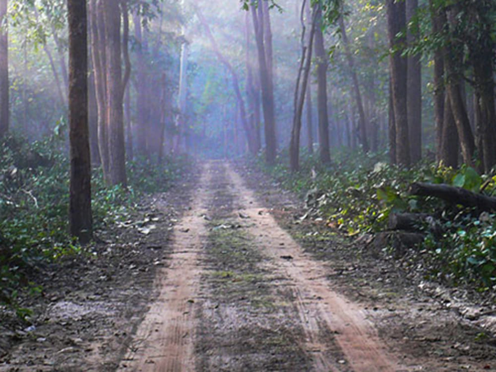 Untested fire, prepared forest department