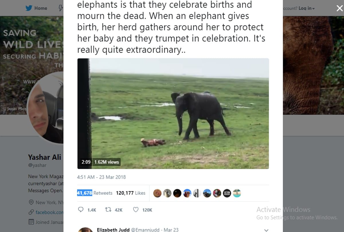 video being viral of elephant group when an elephant gives birth