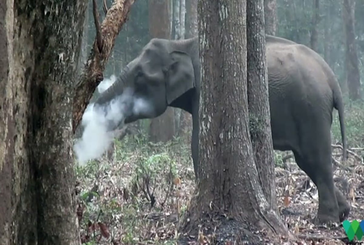 strange video viral of elephant smoking in Karnataka 