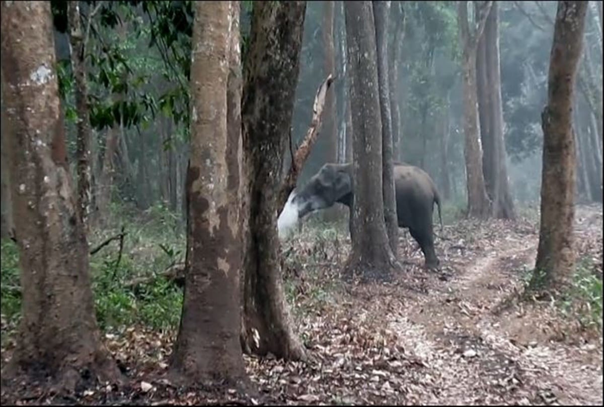 strange video viral of elephant smoking in Karnataka 