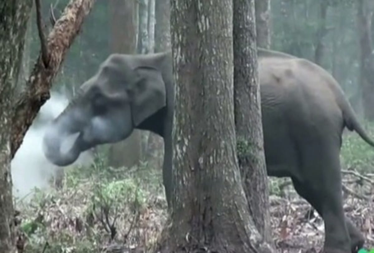 strange video viral of elephant smoking in Karnataka 