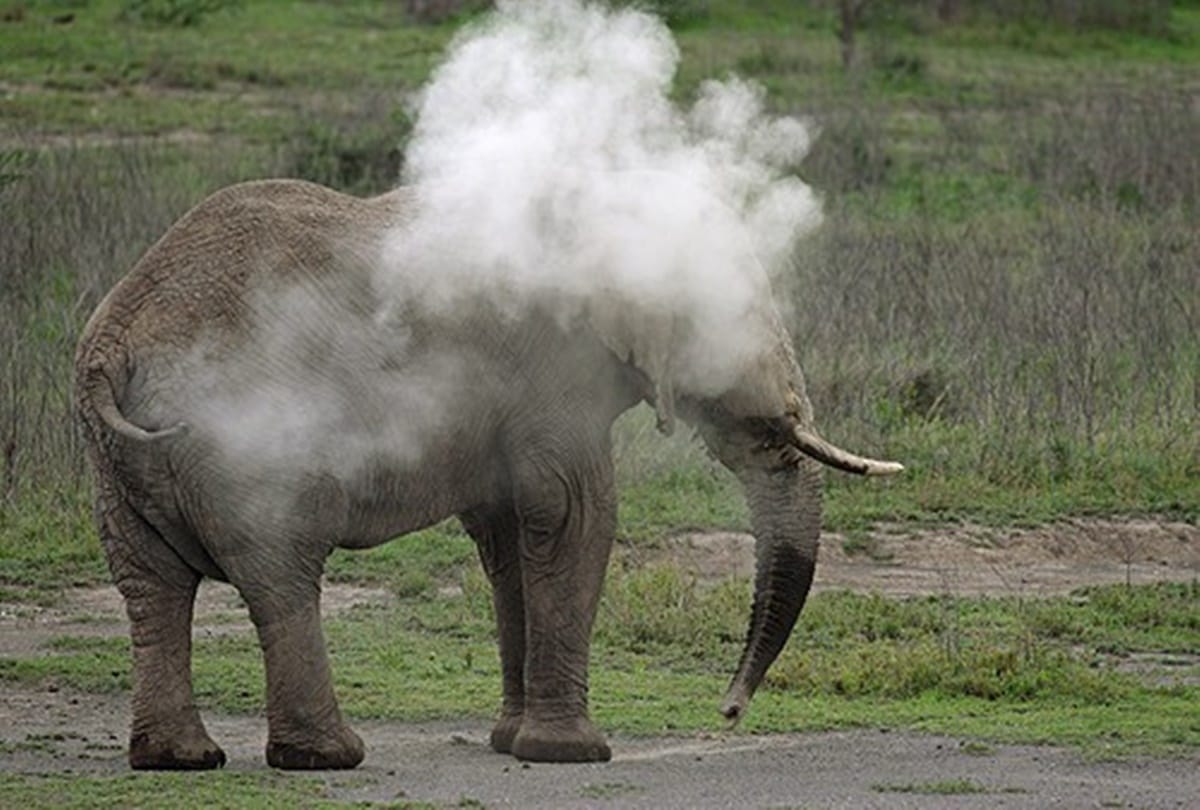 strange video viral of elephant smoking in Karnataka 