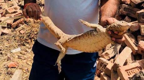 This creature, was found hidden in a construction site of Gurugram