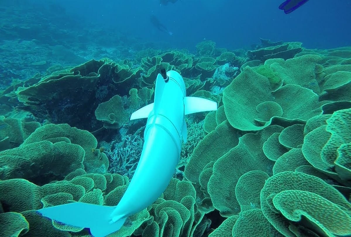 Bow head whales can sing over hundred songs