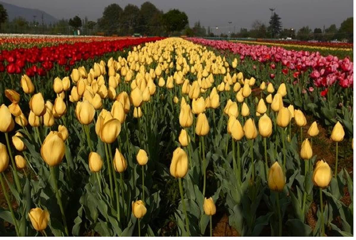 Indira Gandhi Memorial Tulip Garden in Srinagar