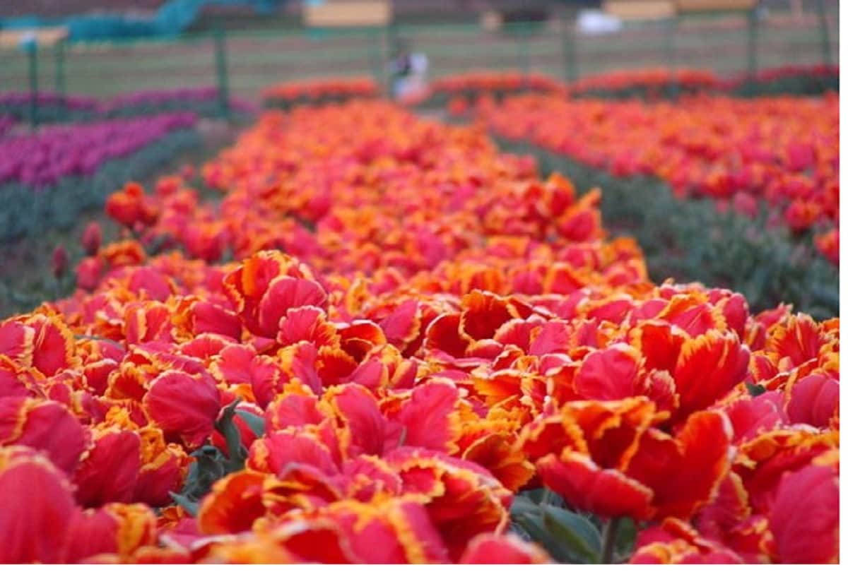 Indira Gandhi Memorial Tulip Garden in Srinagar