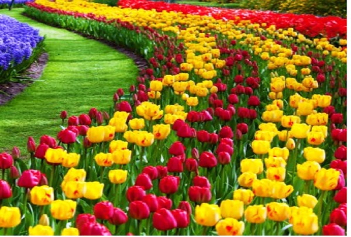 lockdown jammu kashmir latest updates, due to corona virus and lockdown Silence in tulip garden