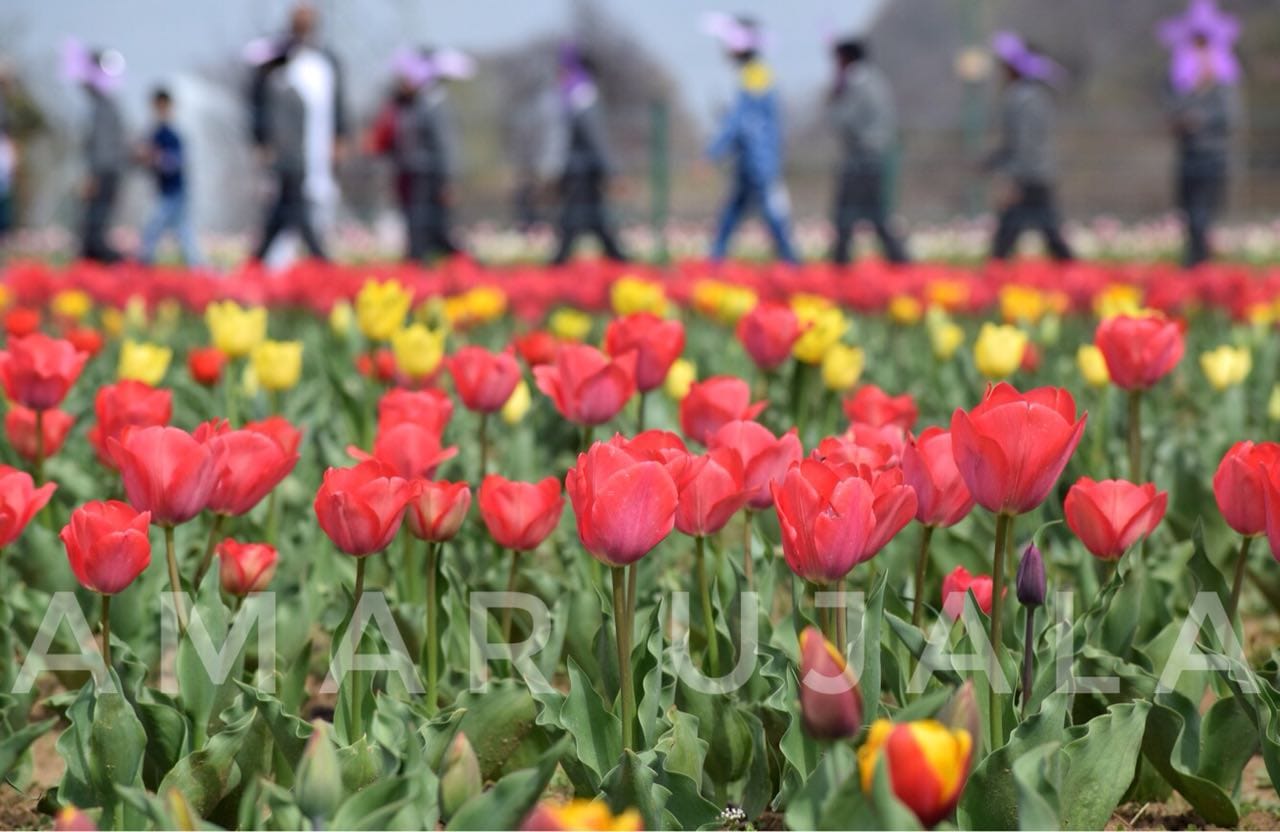 Doubt on opening of tulip garden due to corona virus