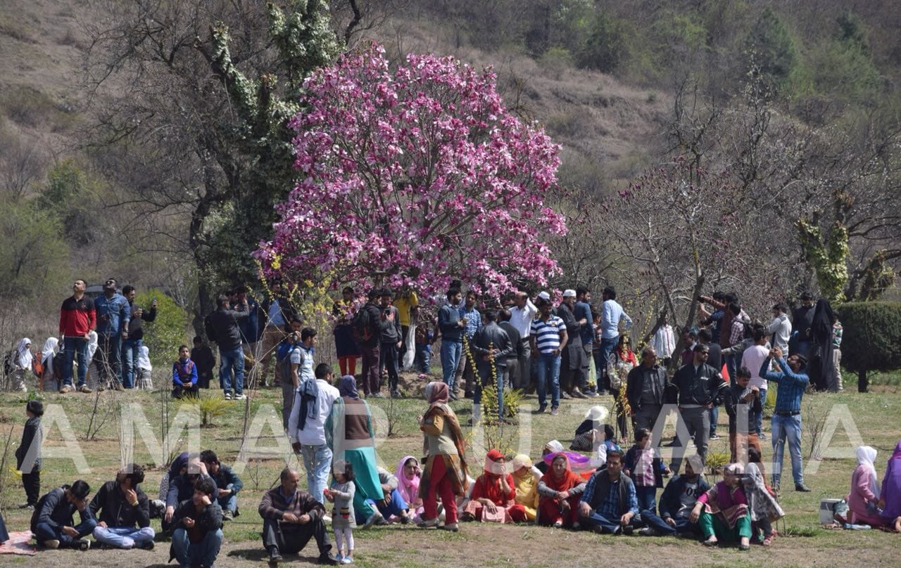 Doubt on opening of tulip garden due to corona virus