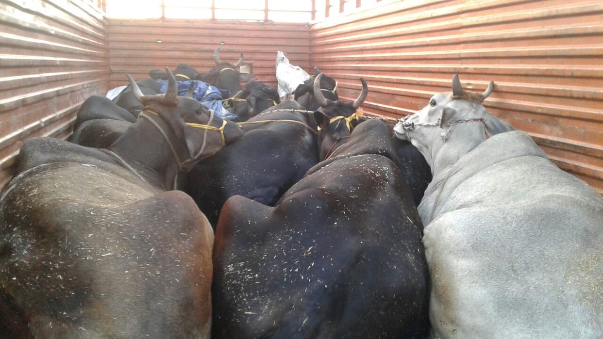 dcm caught banned animal