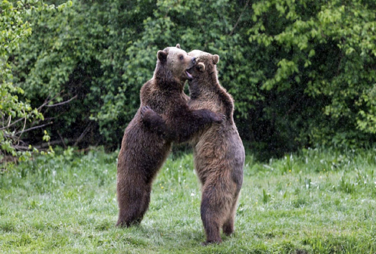 brown bear in Kugti Wildlife Sanctuary Chamba Himachal Pradesh