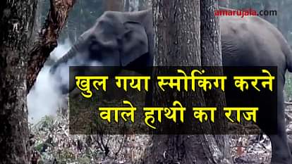 THE TRUTH BEHIND SMOKING ELEPHANT VIRAL VIDEO SPECIAL STORY