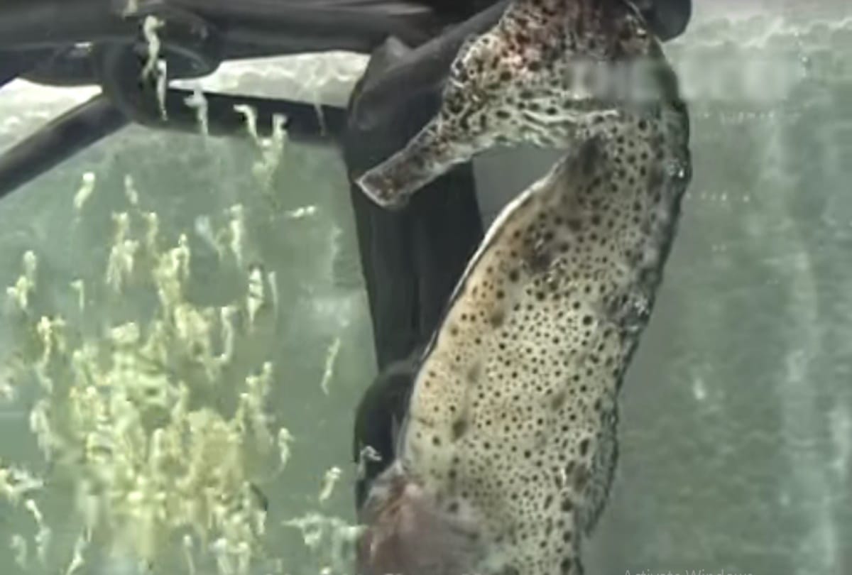 Mysterious sea horse can change their color 