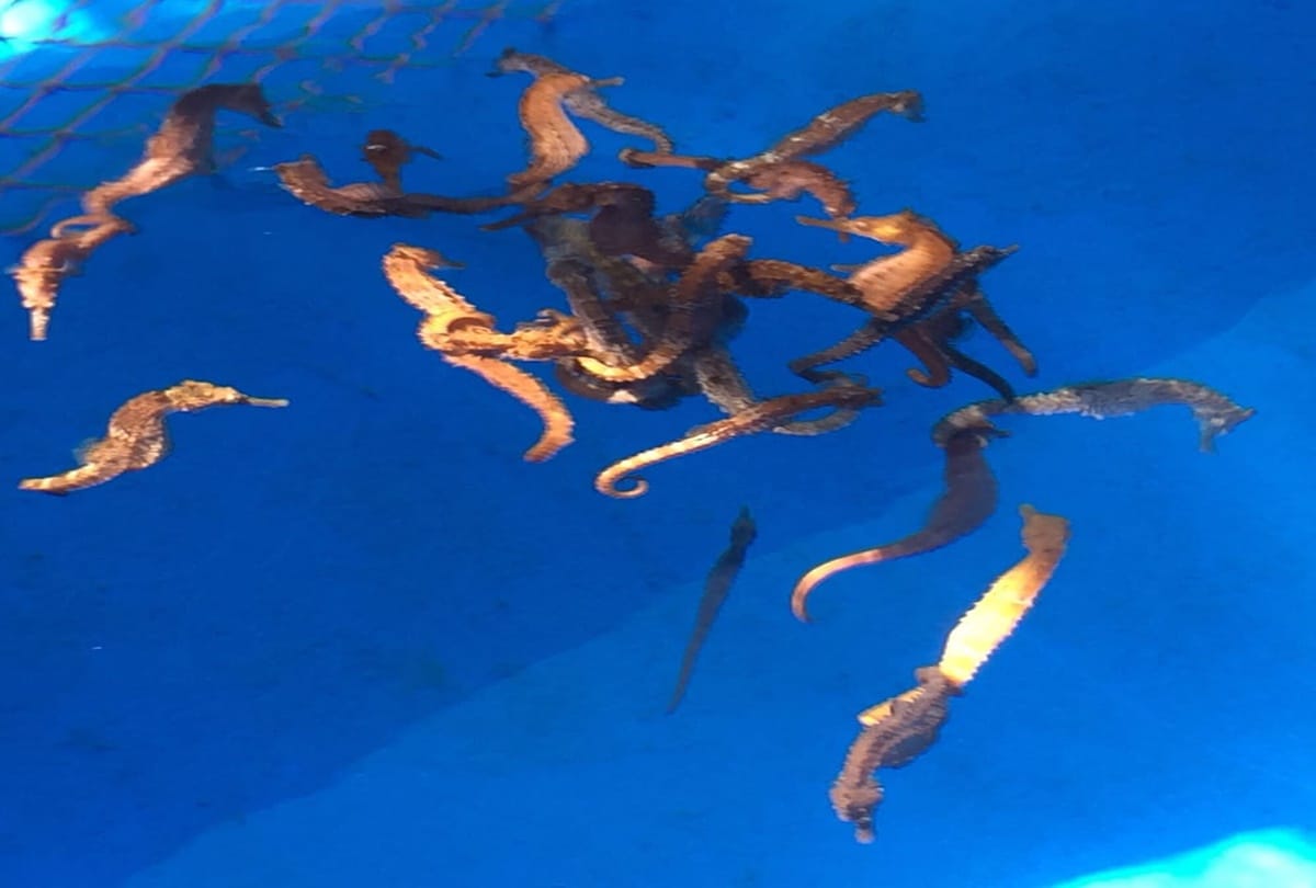 Mysterious sea horse can change their color 