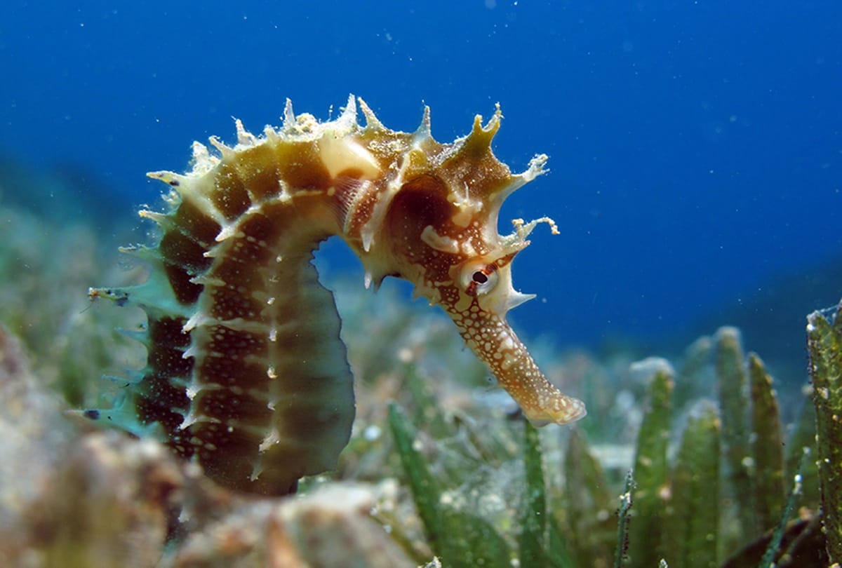 Mysterious sea horse can change their color 