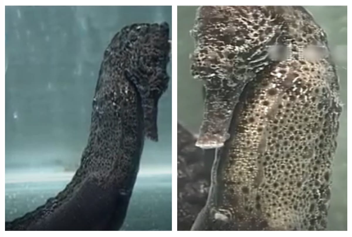 Mysterious sea horse can change their color 
