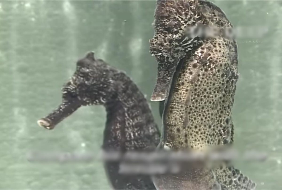 Mysterious sea horse can change their color 
