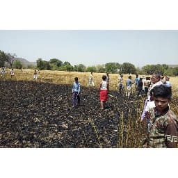 अज्ञात कारणो से गेहूँ की फसल में लगी आग