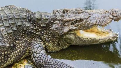 crocodile attacked on man, died