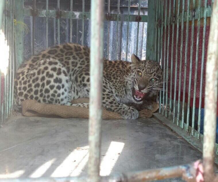 wild leopard enter in haridwar ashram