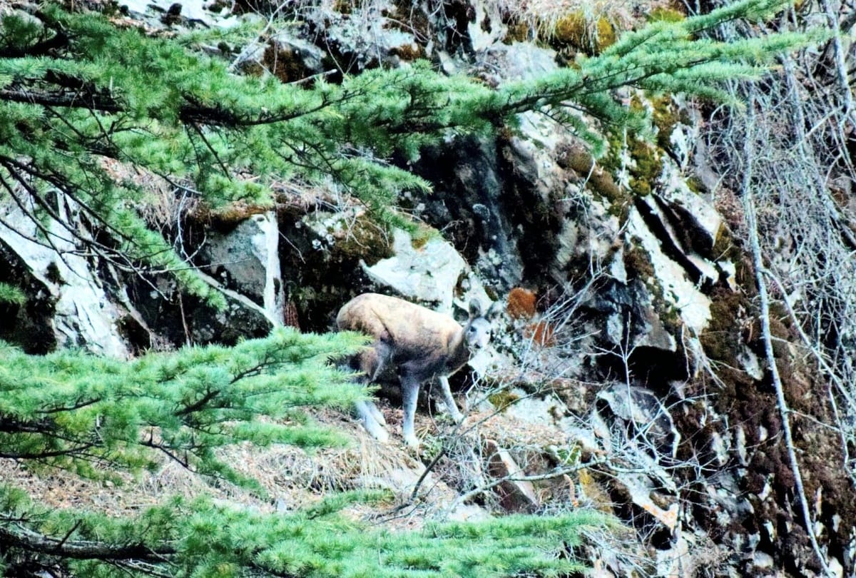 after eight years musk get from Musk Deer