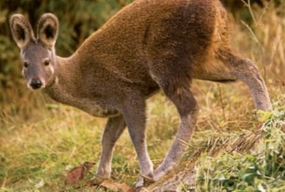 Musk Deer found in Lahaul Spiti Himachal Pradesh