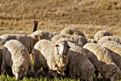 400 sheep and rams killed due to unknown disease
