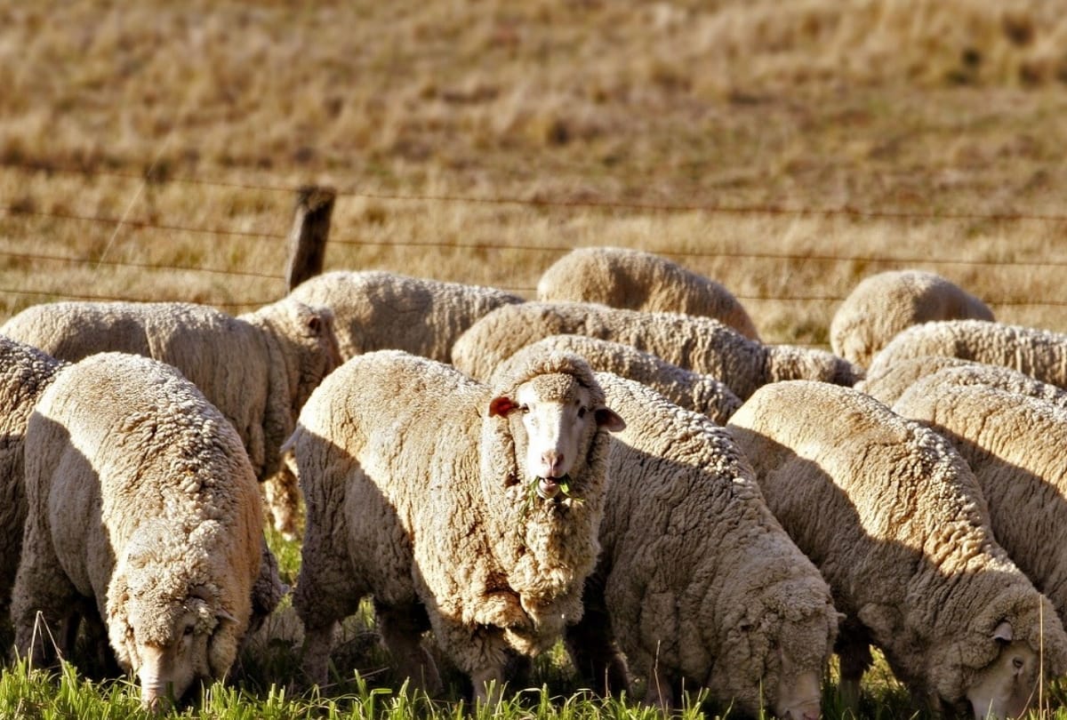 Muzaffarnagar news 12 sheep stolen from Uttarakhand recovered