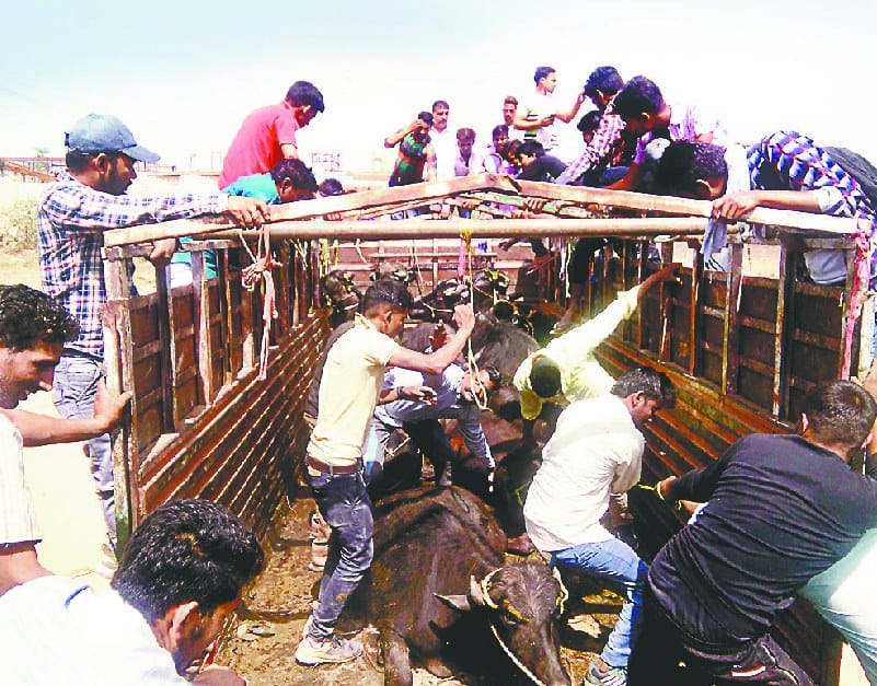 ek canter me 48 pashu, janaakrosh, saampradaayak tanaav