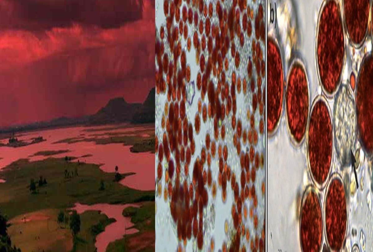 Unraveling the blood rain mystery of Kerala In 2013