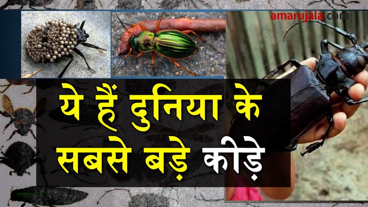 प्रतीकात्मक तस्वीर