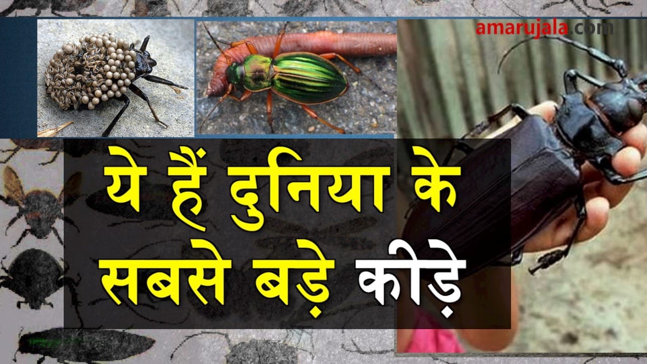 प्रतीकात्मक तस्वीर