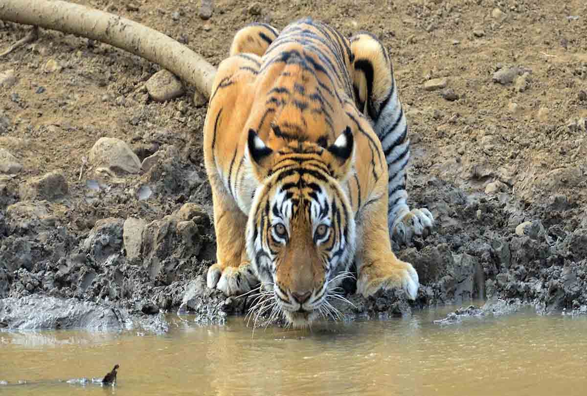 Due to lack of water animal did the attitude of the villages