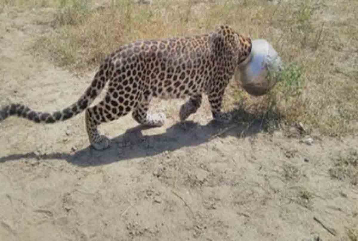 Due to lack of water animal did the attitude of the villages