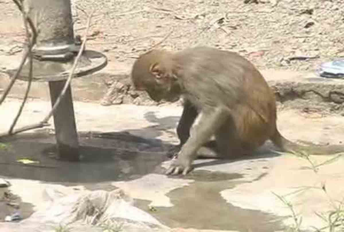 Due to lack of water animal did the attitude of the villages