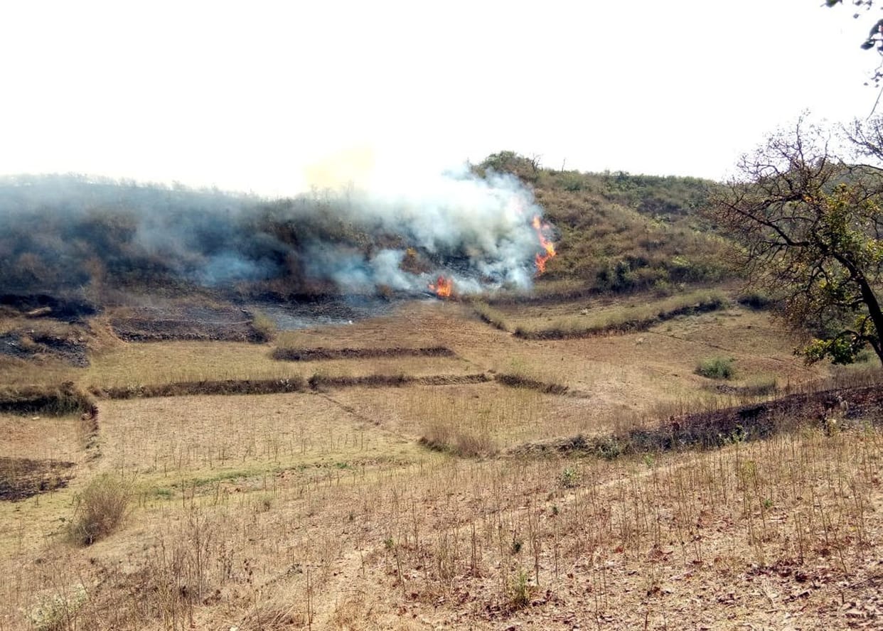 Thousands of trees with jungle fire