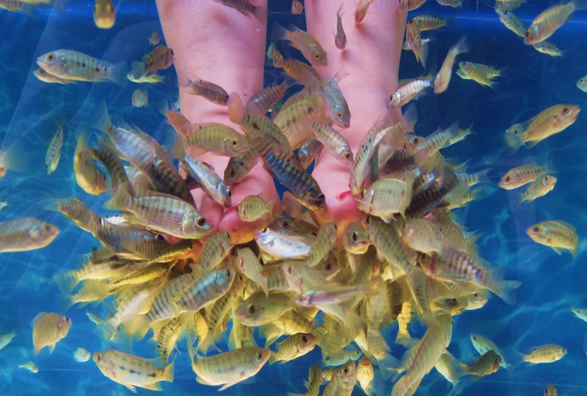 Fancy fish spa could give you HIV and hepatitis C 