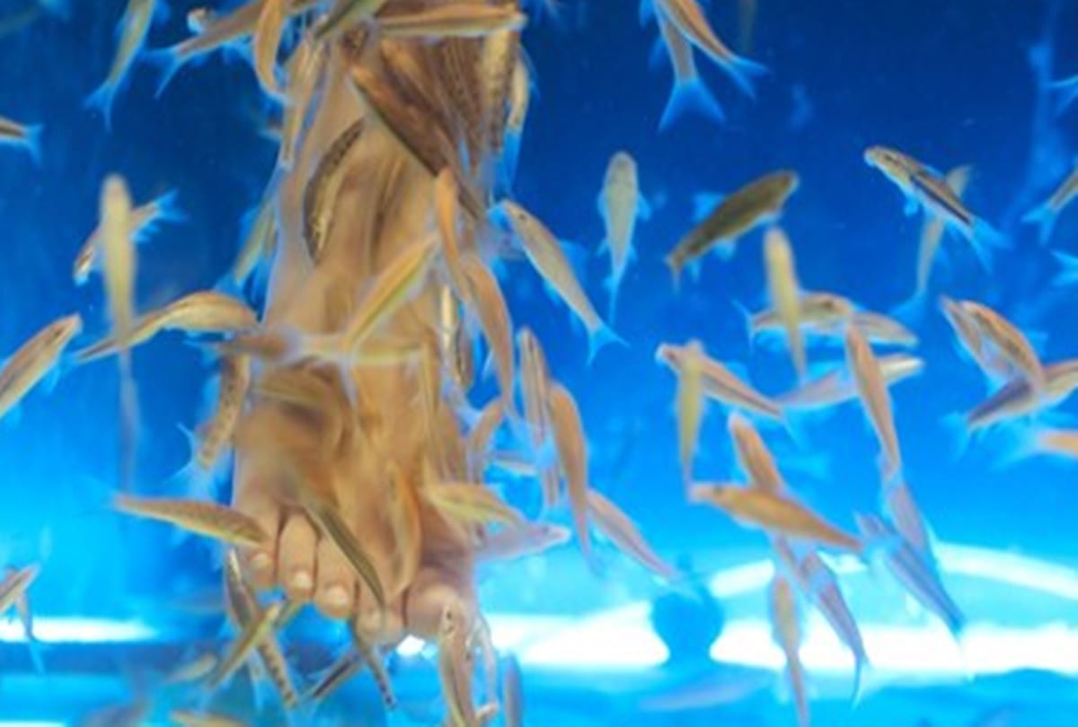 Fancy fish spa could give you HIV and hepatitis C 